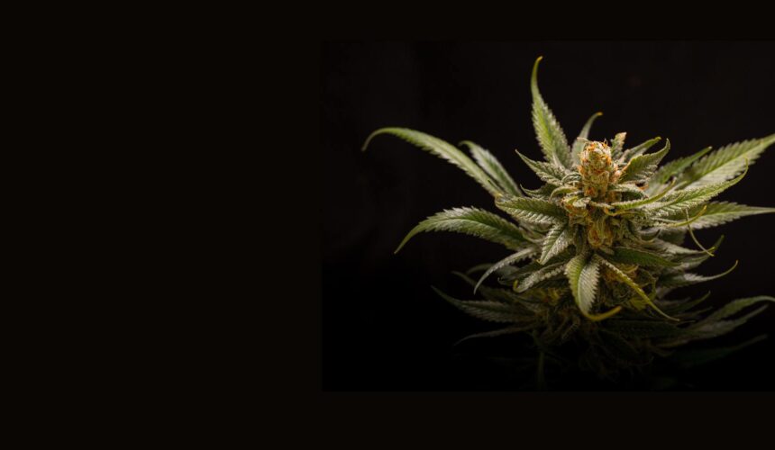 15 % CBD oil 10 ml 1500mg