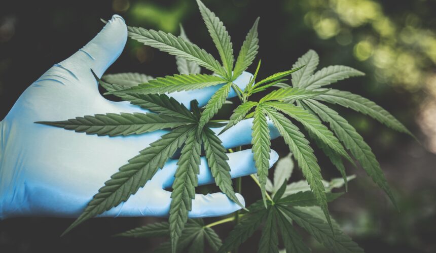 CBD oils and law in the UK