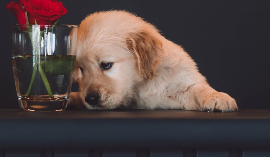 CBD for Pets. The best oils from Green Soul.