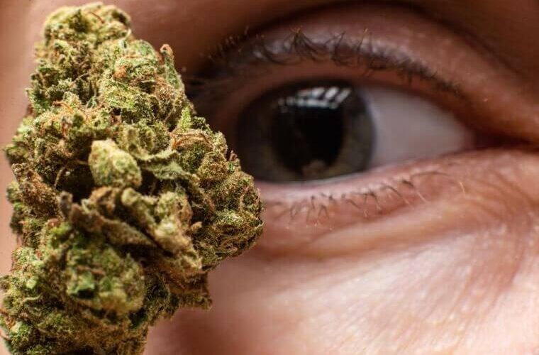 Does CBD Help with Allergies? Exploring the Potential Benefits